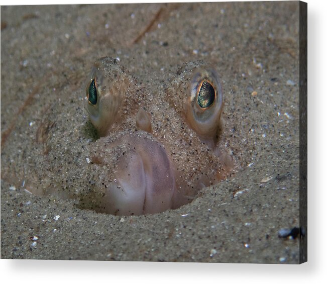 Flounder Acrylic Print featuring the photograph Flounder in the sand by Brian Weber