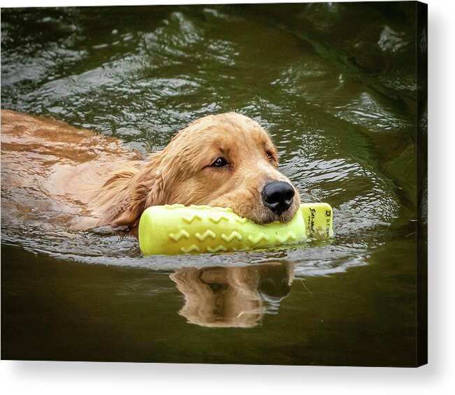 Dog Training Acrylic Print featuring the photograph Golden Swim by GeeLeesa