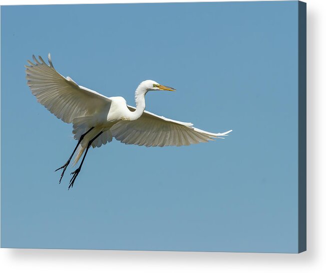 Great Egret Acrylic Print featuring the photograph Great Egret 2014-18 by Thomas Young