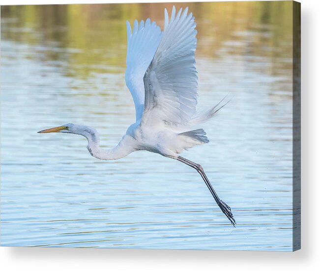 Great Egret Acrylic Print featuring the photograph Great Egret 5457-061820-2 by Tam Ryan