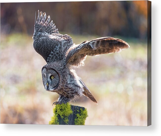 Loree Johnson Photography Acrylic Print featuring the photograph Great Gray Owl on the Hunt by Loree Johnson