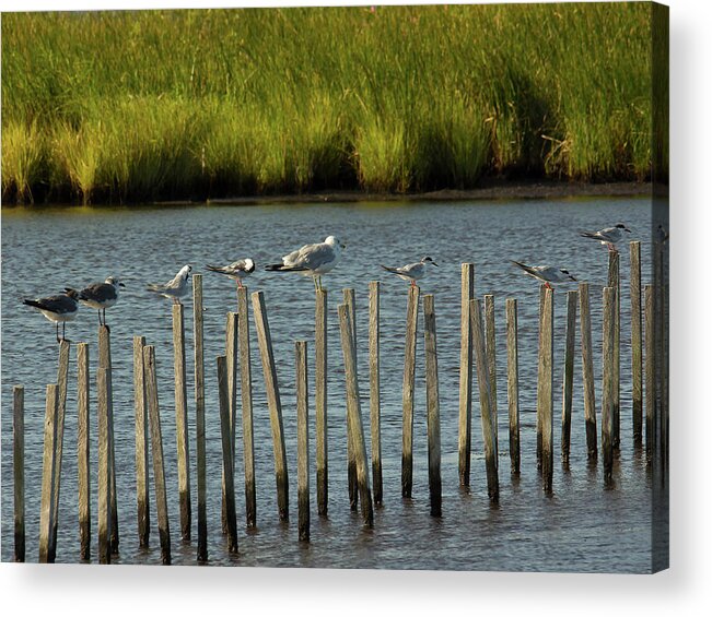 Birds Acrylic Print featuring the photograph Group of Seagulls Standing on Sticks by Charles Floyd