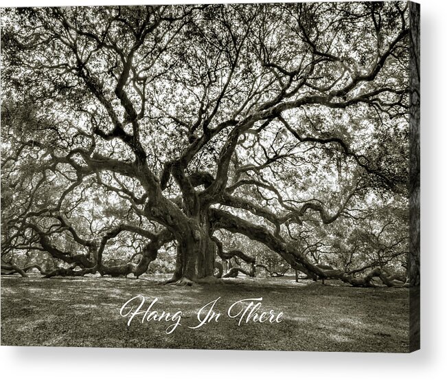 Hang In There Acrylic Print featuring the photograph Hang in There by Norma Brandsberg