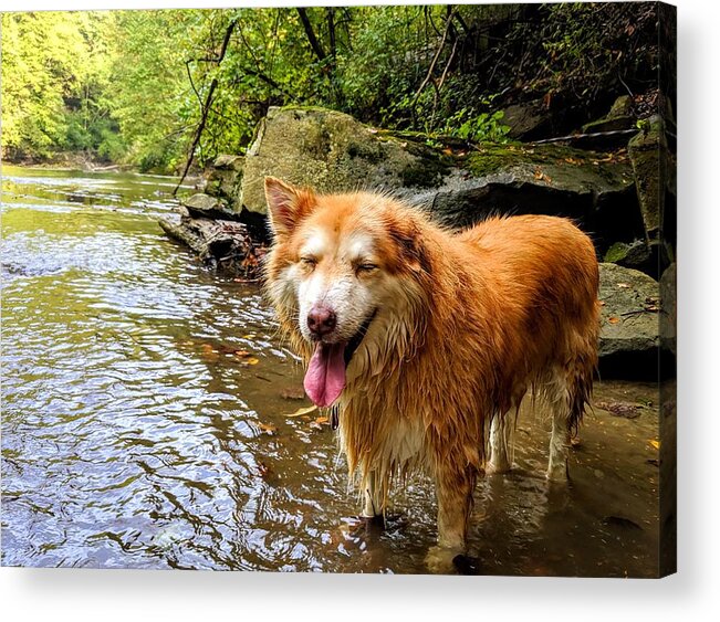 Acrylic Print featuring the photograph Happy Pup by Brad Nellis