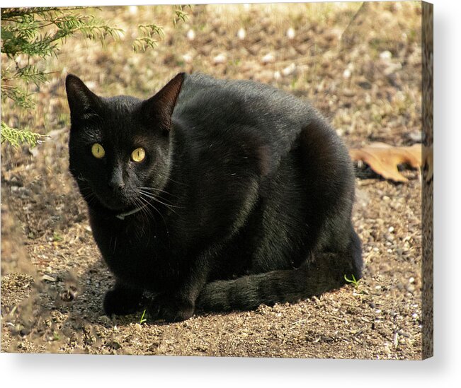 Cat Acrylic Print featuring the photograph Here Kitty by Cathy Kovarik