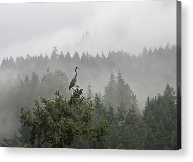 Heron Acrylic Print featuring the photograph Heron in the Mist by Peggy Collins