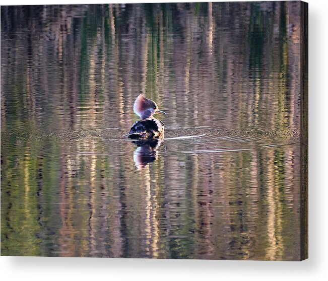 Harle Couronné Acrylic Print featuring the photograph Hooded Merganser At The Golden Hour by Carl Marceau