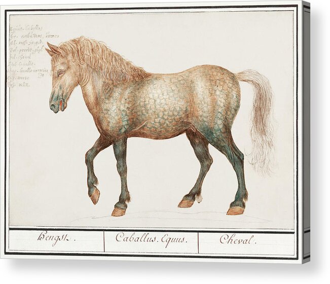 Old Painting Of A Horse Acrylic Print featuring the mixed media Horse by World Art Collective