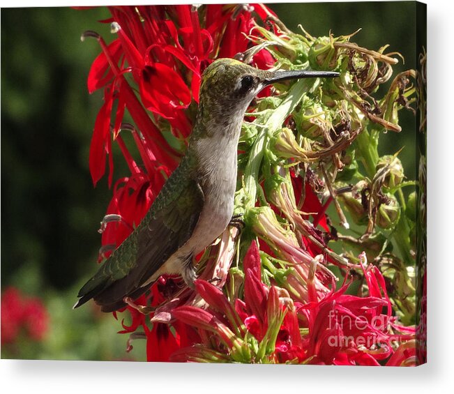 Copyright 2022 By Christopher Plummer Acrylic Print featuring the photograph Hummers Day 2-09 by Christopher Plummer