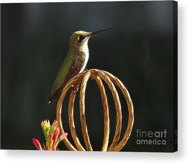 5 Star Acrylic Print featuring the photograph Hummers on Deck- 2-04 by Christopher Plummer