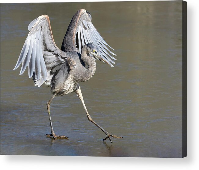 Bird Acrylic Print featuring the photograph Ice Walker by Art Cole