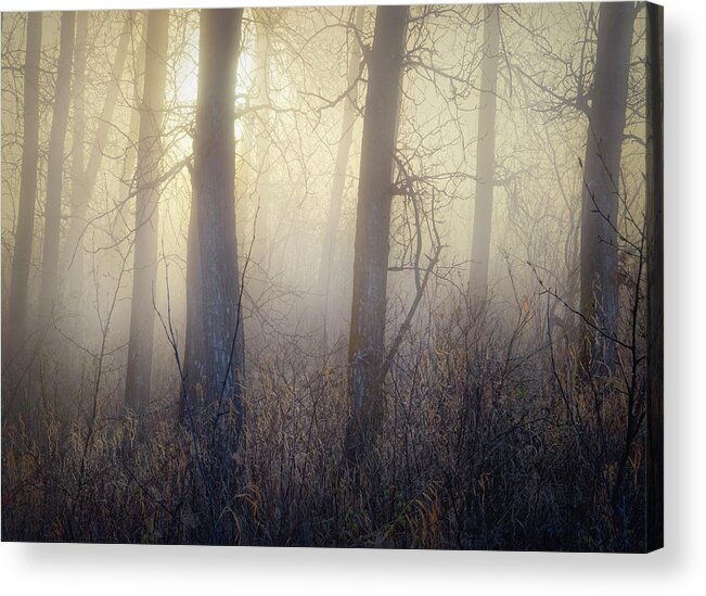 Trees Acrylic Print featuring the photograph In The Woods by Dan Jurak