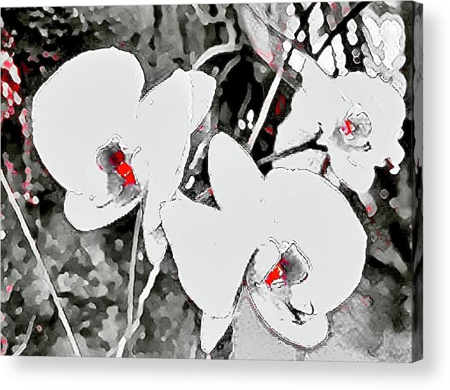 #flowersofaloha #mybeautifulhawaii #flowers #aloha #hawaii #puna #flowerpower #flowerpoweraloha #mybeaitifulhawaii #intowhite #whiteorchids Acrylic Print featuring the photograph Into White by Joalene Young