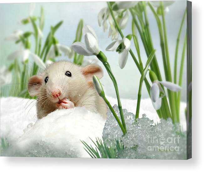 Mouse Acrylic Print featuring the mixed media Is it Spring Yet ? by Morag Bates