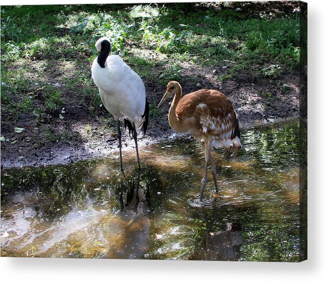 Water's Edge Acrylic Print featuring the photograph Japanese red crowned cranes by Ger Bosma