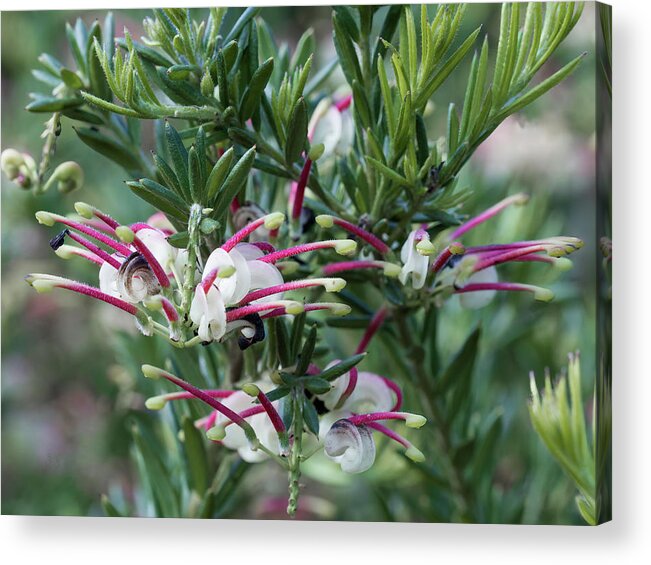 Jubilee Grevillea Acrylic Print featuring the photograph Jubilee Grevillea by Elaine Teague