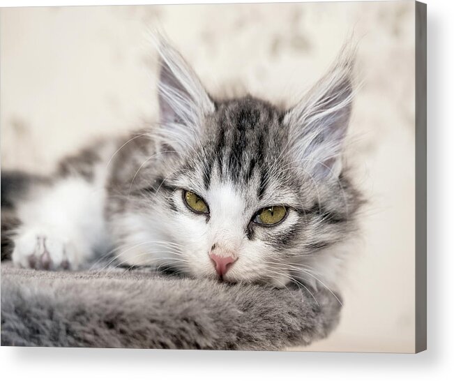 Cat Acrylic Print featuring the photograph Kitten Lying On Bed And Looking At Camera by Mikhail Kokhanchikov