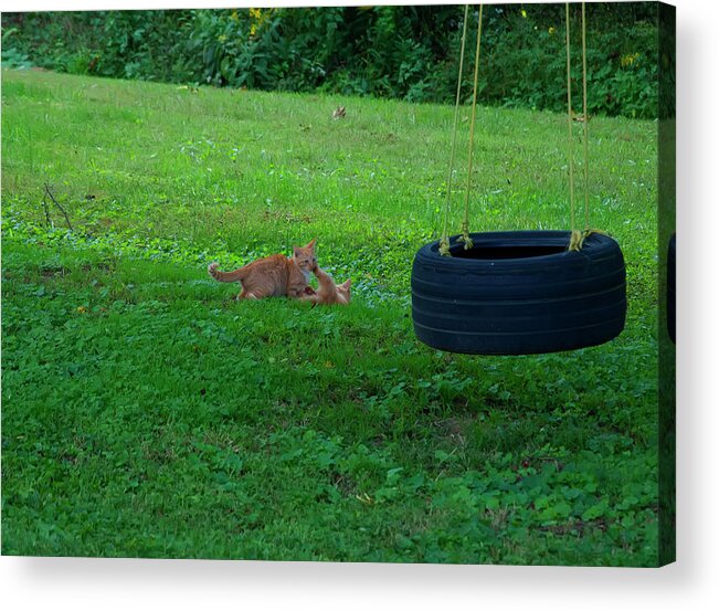 Kittens Acrylic Print featuring the photograph Kittens Playing In The Grass by Flees Photos