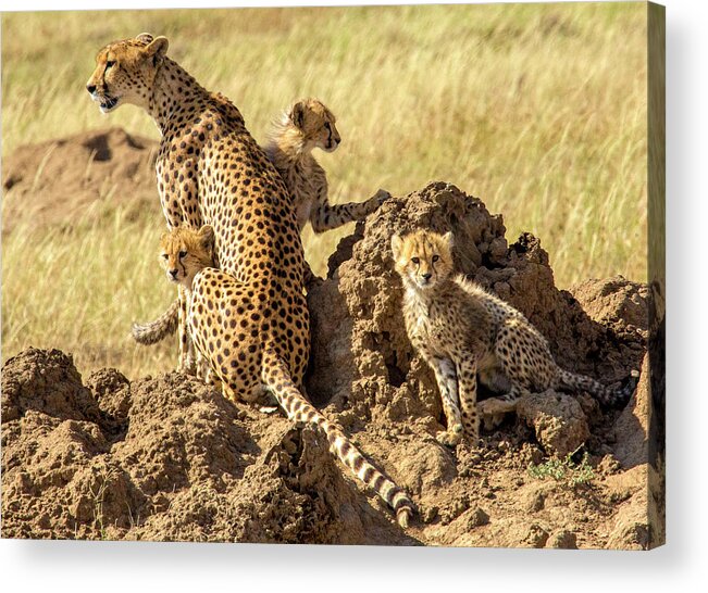 Namiri Plains Acrylic Print featuring the photograph Looking for Breakfast by Phil Marty