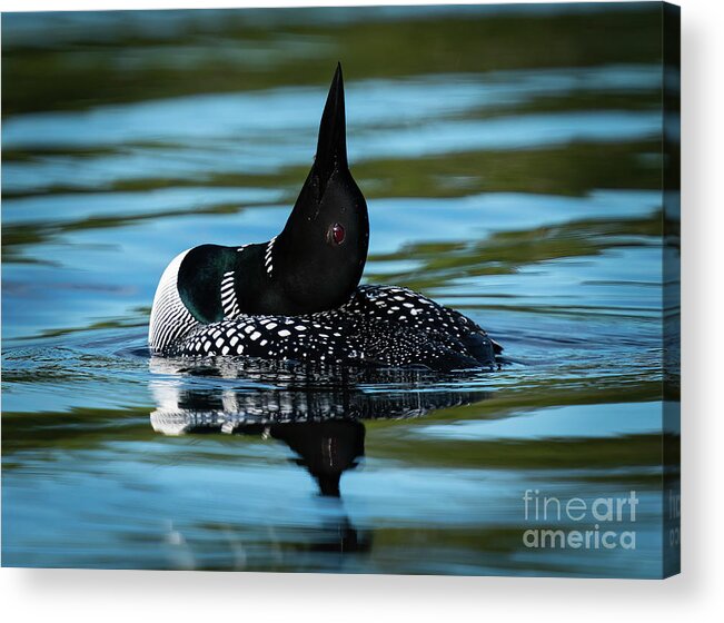 Loon Acrylic Print featuring the photograph Loon on Point by Ron Long Ltd Photography