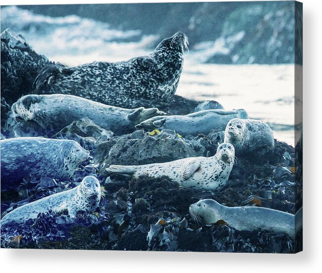 Seals Acrylic Print featuring the photograph Lounging Seal Family by Jaki Miller