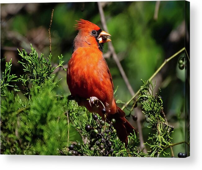 Bird Acrylic Print featuring the photograph Lunchtime by Rebecca Higgins