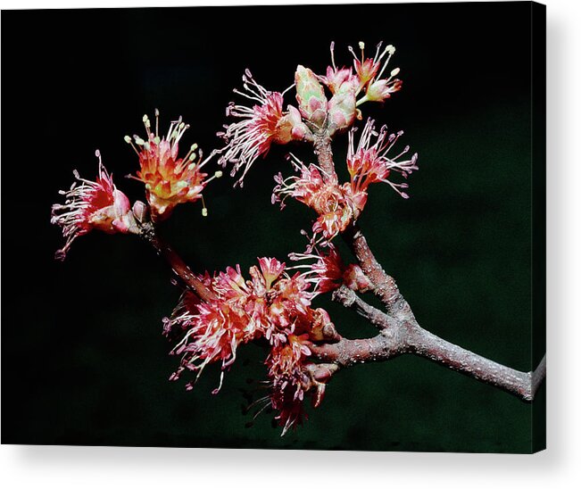 Macro Acrylic Print featuring the photograph Maple Blossom by Steven Nelson