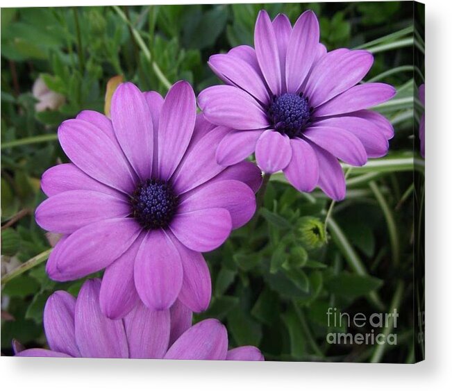 Flowers Acrylic Print featuring the photograph Mauve Muses by Kimberly Furey