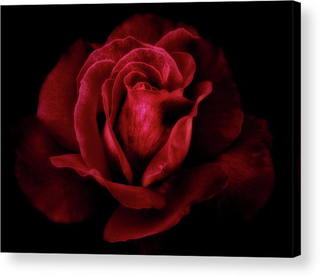 Rose Acrylic Print featuring the photograph Midnight rose by Floyd Hopper
