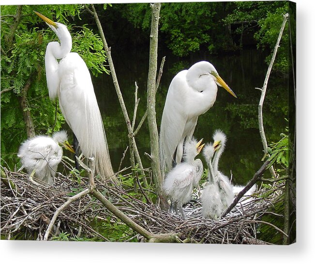 Great White Egret Acrylic Print featuring the photograph Mom n Pop n Chicks by Suzanne Gaff