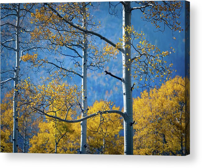 New Mexico Acrylic Print featuring the photograph Mountain Air by David Downs
