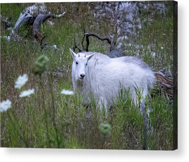  Acrylic Print featuring the photograph Mountain Goat Kid by Laura Terriere