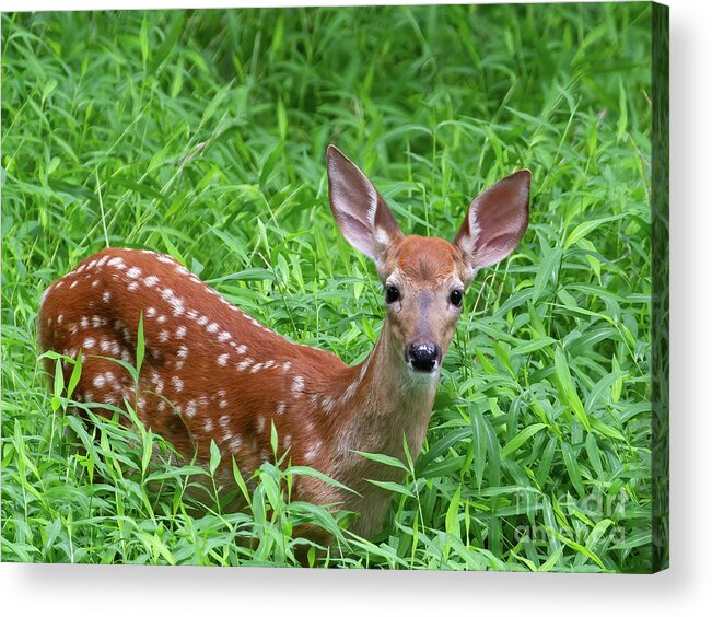 Deer Acrylic Print featuring the photograph Namaste Little Deer by Chris Scroggins