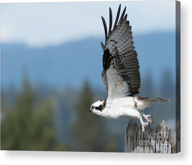 Kmaphoto Acrylic Print featuring the photograph Osprey Taking Off by Kristine Anderson