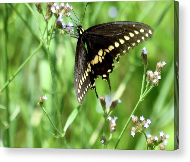 Palamedes Swallowtail Butterfly Acrylic Print featuring the photograph Palamedes Swallowtail Butterfly by Warren Thompson