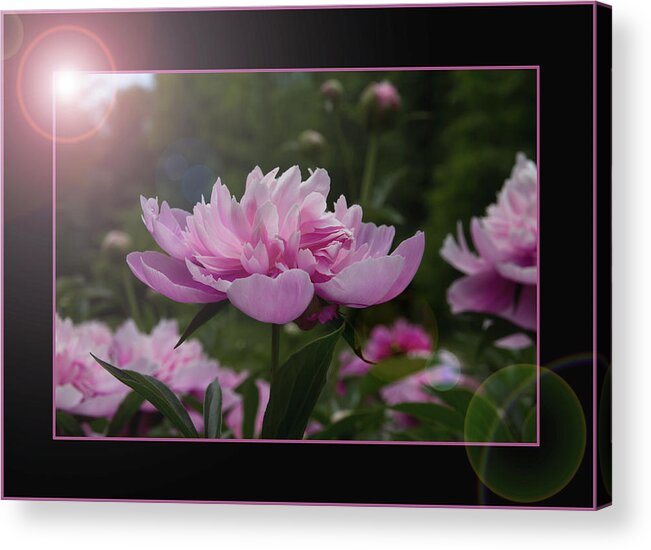 Peony Acrylic Print featuring the photograph Peony Garden Sun Flare by Patti Deters