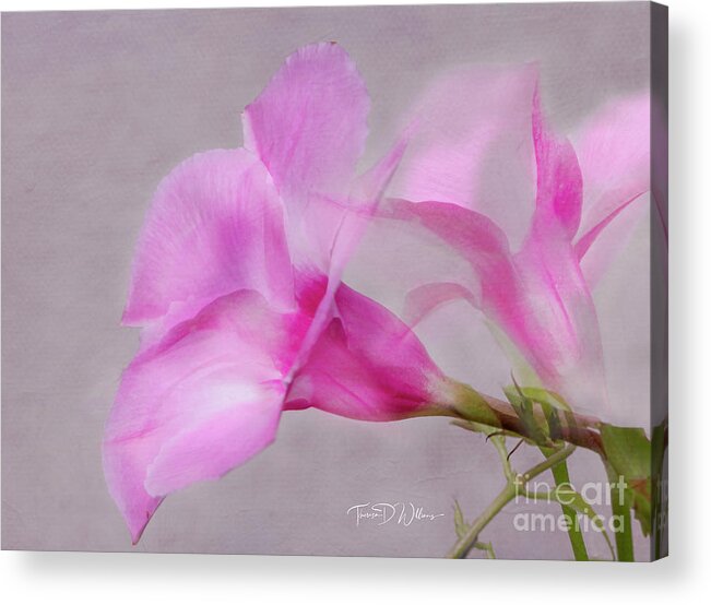 Artistic Acrylic Print featuring the photograph Pink Dreams by Theresa D Williams