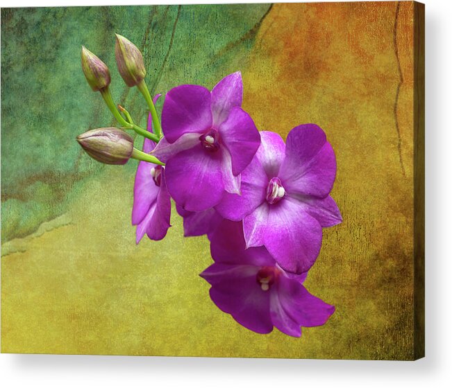 Lady Slipper Orchid Acrylic Print featuring the photograph Purple Moth Orchid by Cate Franklyn