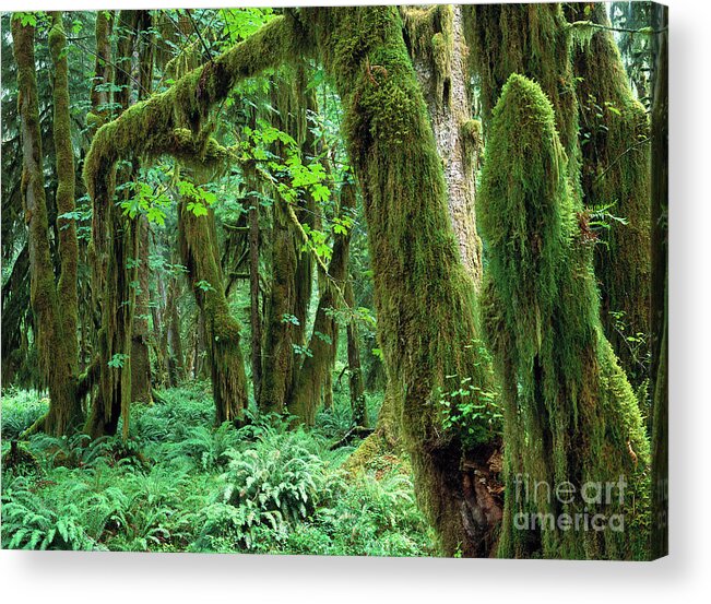 00173596 Acrylic Print featuring the photograph Quinault Rain Forest by Tim Fitzharris