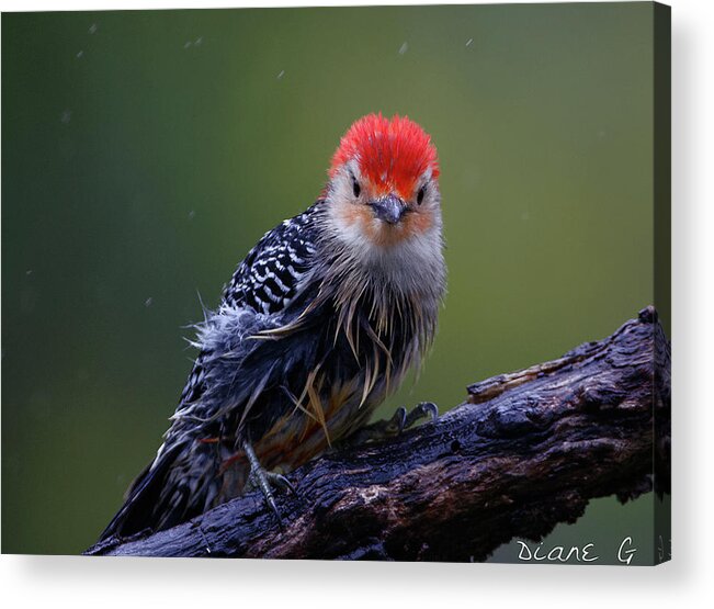  Red-bellied Woodpecker Acrylic Print featuring the photograph Rainy day Red-bellied Woodpecker. by Diane Giurco