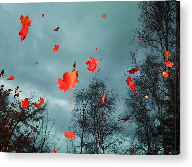 Oresund Region Acrylic Print featuring the photograph Red autumn leaves falling in the woods by Henrik Sorensen