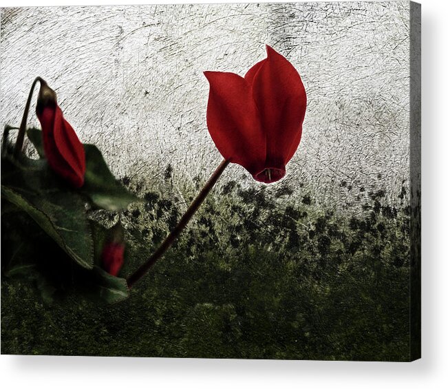 Cyclamen Acrylic Print featuring the photograph Red cyclamen and its bud by Al Fio Bonina