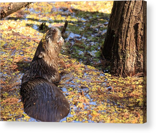 Otter Acrylic Print featuring the photograph Roaring Otter by Mingming Jiang