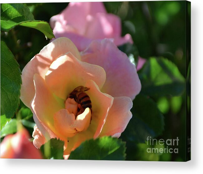 Rose Photography Acrylic Print featuring the photograph Rose and Bee in the Sunshine by Expressions By Stephanie