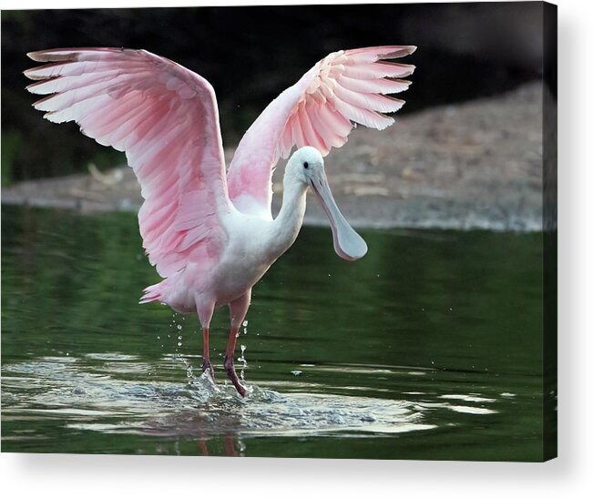Roseate Spoonbill Acrylic Print featuring the photograph Roseate Spoonbill 0380-062921-2 by Tam Ryan