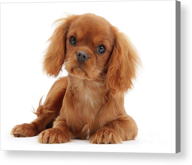 King Charles Acrylic Print featuring the photograph Ruby King Charles pup by Warren Photographic