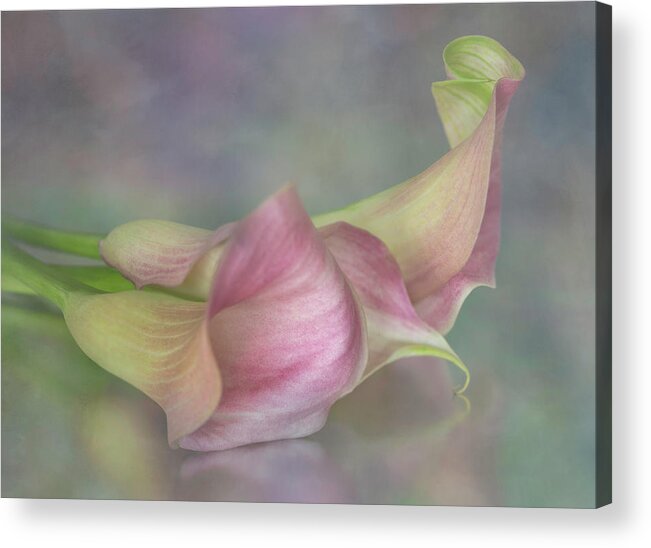 Flower Acrylic Print featuring the photograph Seductive Calla Curves by Teresa Wilson