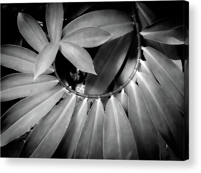Black & White Acrylic Print featuring the photograph Spiraling Alignment by Vicky Edgerly