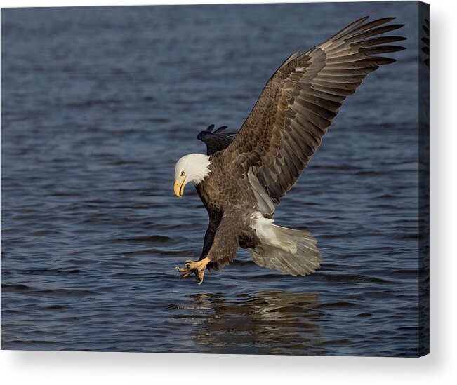 Eagle Acrylic Print featuring the photograph Talon Ho by Art Cole