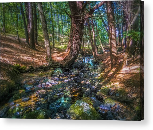 Woods Acrylic Print featuring the photograph The Parrish Woods by Jerry LoFaro